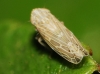 Psammotettix alienus