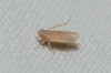 Psammotettix cf. alieneus