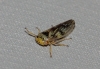 Rhytidodus decimusquartus Rhytidodus decimusquartus