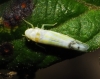 Ribautiana tenerrima