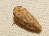 Selenocephalus sp.