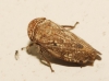 Selenocephalus sp.