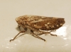 Selenocephalus sp.