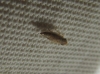 Turrutus socialis??