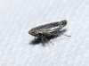 Turrutus socialis