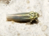 Zyginidia cf. scutellaris