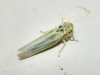 Zyginidia sp.