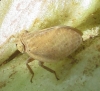 Agalmatium sp.