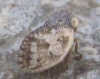 Agalmatium sp.
