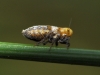 Conomelus cf. anceps Conomelus cf. anceps