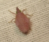 Dictyophara sp. Dictyophara sp.