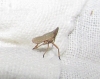 Dictyophara sp. Dictyophara sp.