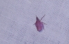 Dictyophara sp. Dictyophara sp.