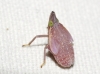 Dictyophara sp. Dictyophara sp.