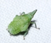 Dictyophara sp. Dictyophara sp.