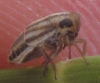 Eurybregma nigrolineata