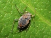 Aphididae