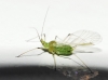 Aphididae