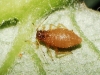 Aphididae