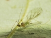 Aphididae