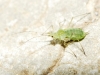 Aphididae