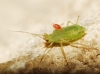 Aphididae