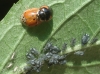 Aphis sambuci