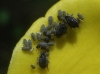 Aphis sp. Aphis sp.