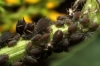 Aphis sp. Aphis sp.