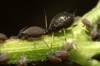 Aphis sp. Aphis sp.