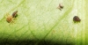 Aphis sp. Aphis sp.