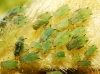 Aphis sp. Aphis sp.