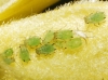 Aphis sp. Aphis sp.