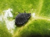 Aphis sp.