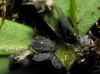 Aphis sp. Aphis sp.