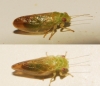 Arytaina sp.