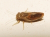 Arytaina sp.