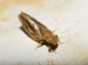 Arytaina sp.