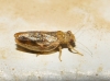 Arytaina sp.