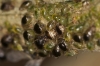 Brachycaudus cardui