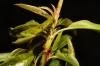 Brachycaudus persicae