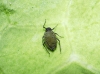 Brevicoryne brassicae
