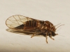 Cacopsylla sp. Cacopsylla sp.