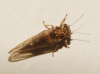 Cacopsylla sp. Cacopsylla sp.
