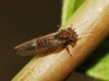 Cacopsylla sp. Cacopsylla sp.