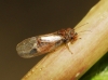 Cacopsylla sp. Cacopsylla sp.