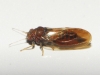 Cacopsylla sp. Cacopsylla sp.
