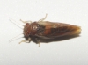 Cacopsylla sp. Cacopsylla sp.