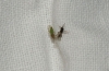 Cacopsylla sp. Cacopsylla sp.