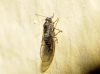 Cacopsylla sp. Cacopsylla sp.